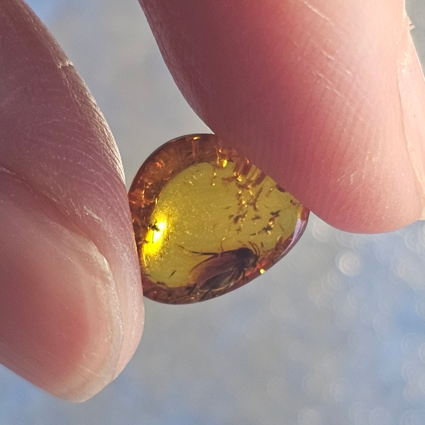 Genuine Baltic Amber with Fossilized Insect from Poland