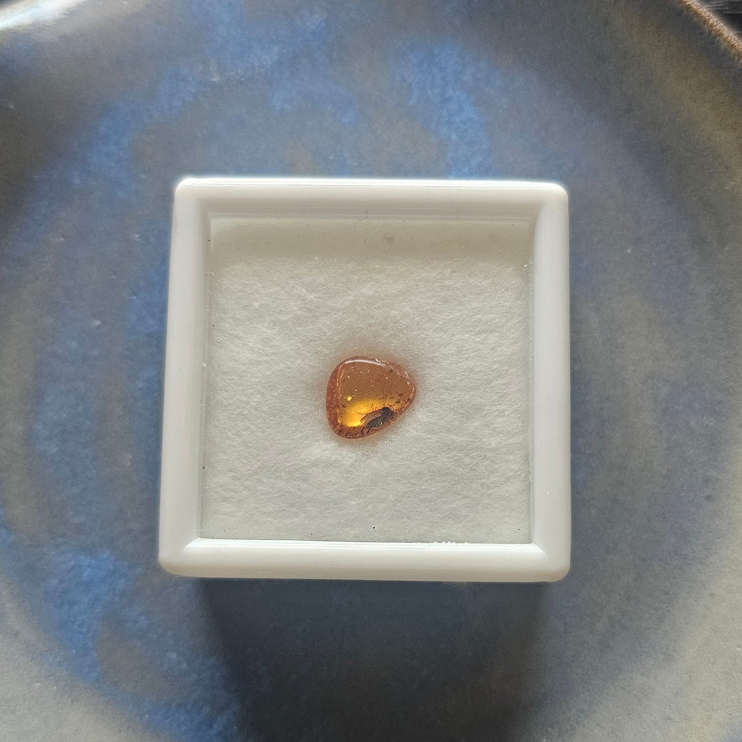 Genuine Baltic Amber with Fossilized Insect from Poland