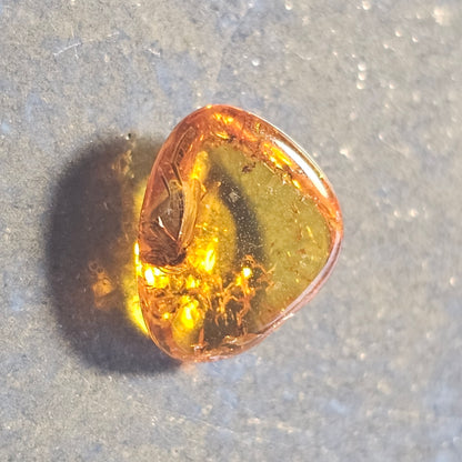 Genuine Baltic Amber with Fossilized Insect from Poland