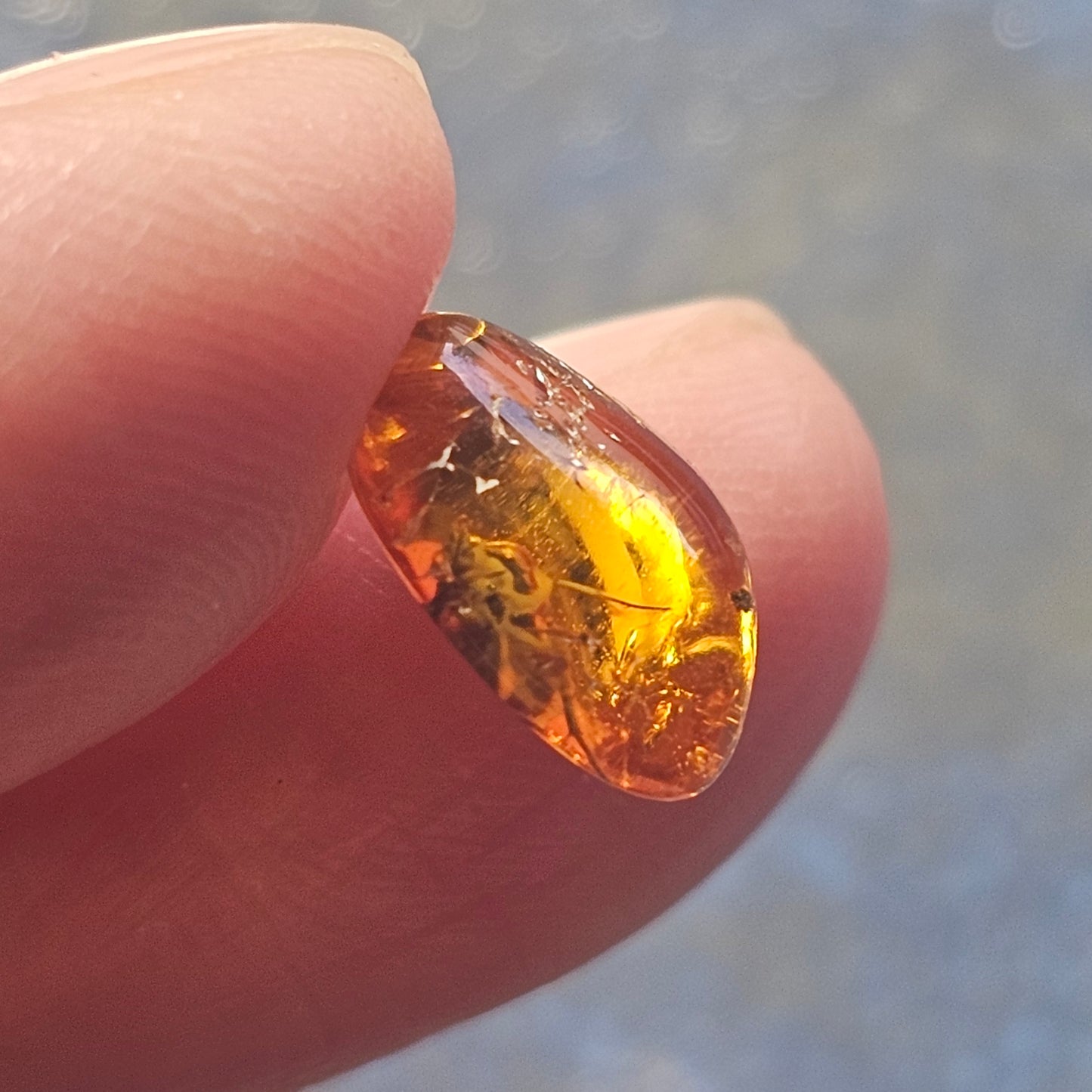 Genuine Baltic Amber with Fossilized Insect from Poland