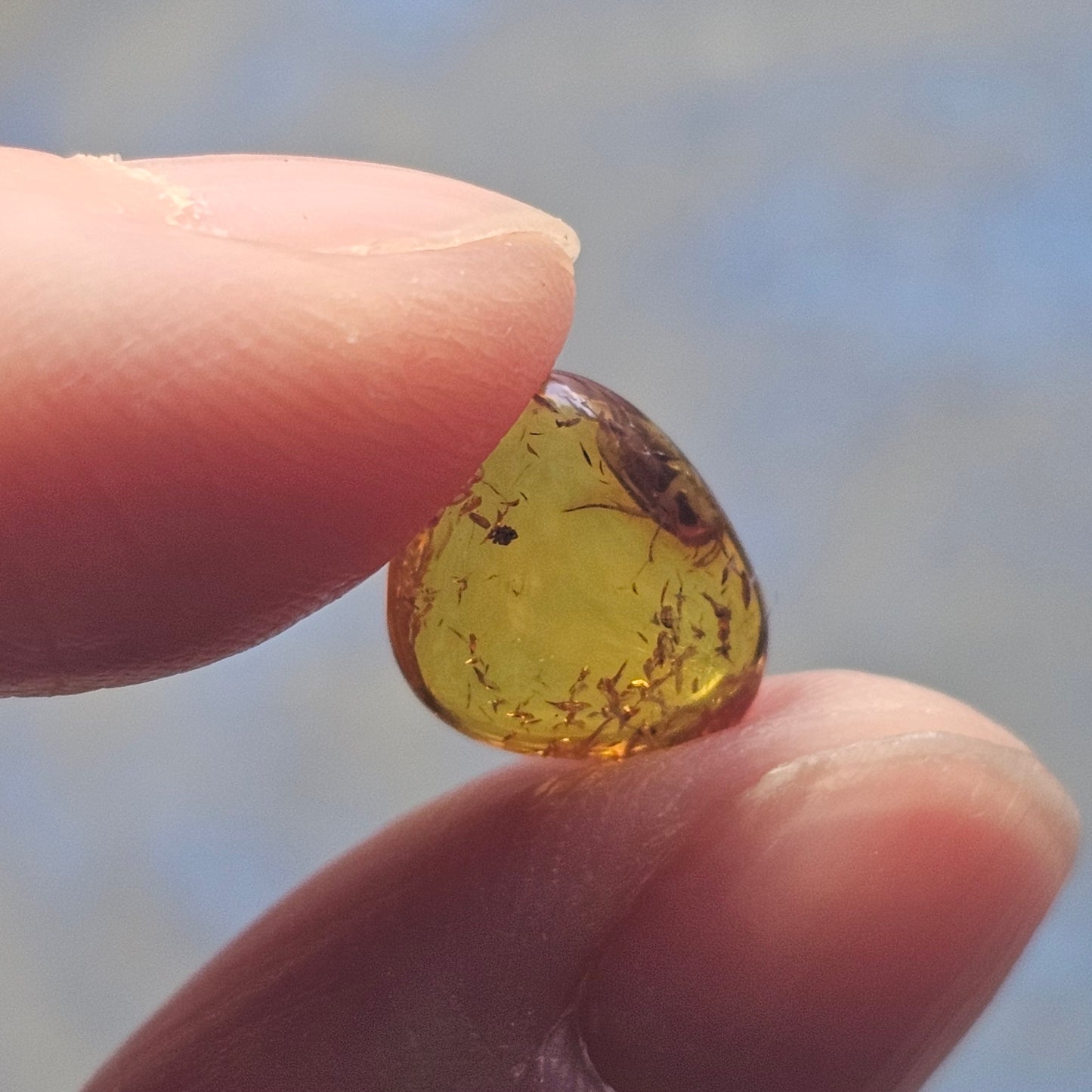 Genuine Baltic Amber with Fossilized Insect from Poland