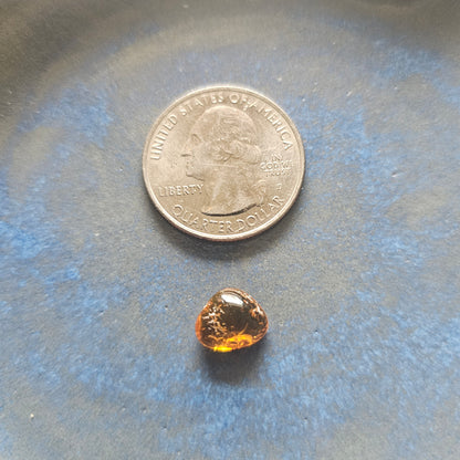 Genuine Baltic Amber with Fossilized Insect from Poland