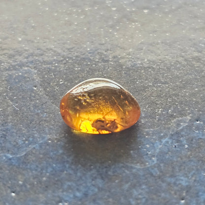 Genuine Baltic Amber with Fossilized Insect from Poland