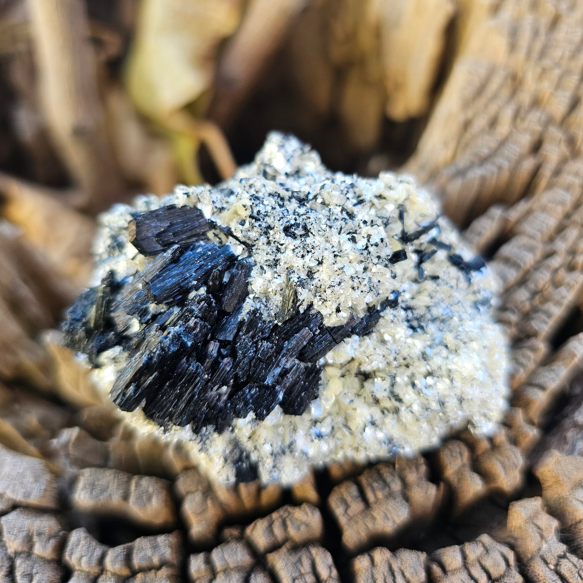 A high-quality raw mineral specimen featuring jet-black Schorl Tourmaline crystals with distinct vertical striations embedded in a textured white Hyalite Opal matrix from Erongo, Namibia.
