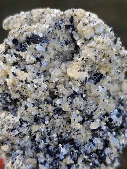 A high-quality raw mineral specimen featuring jet-black Schorl Tourmaline crystals with distinct vertical striations embedded in a textured white Hyalite Opal matrix from Erongo, Namibia.