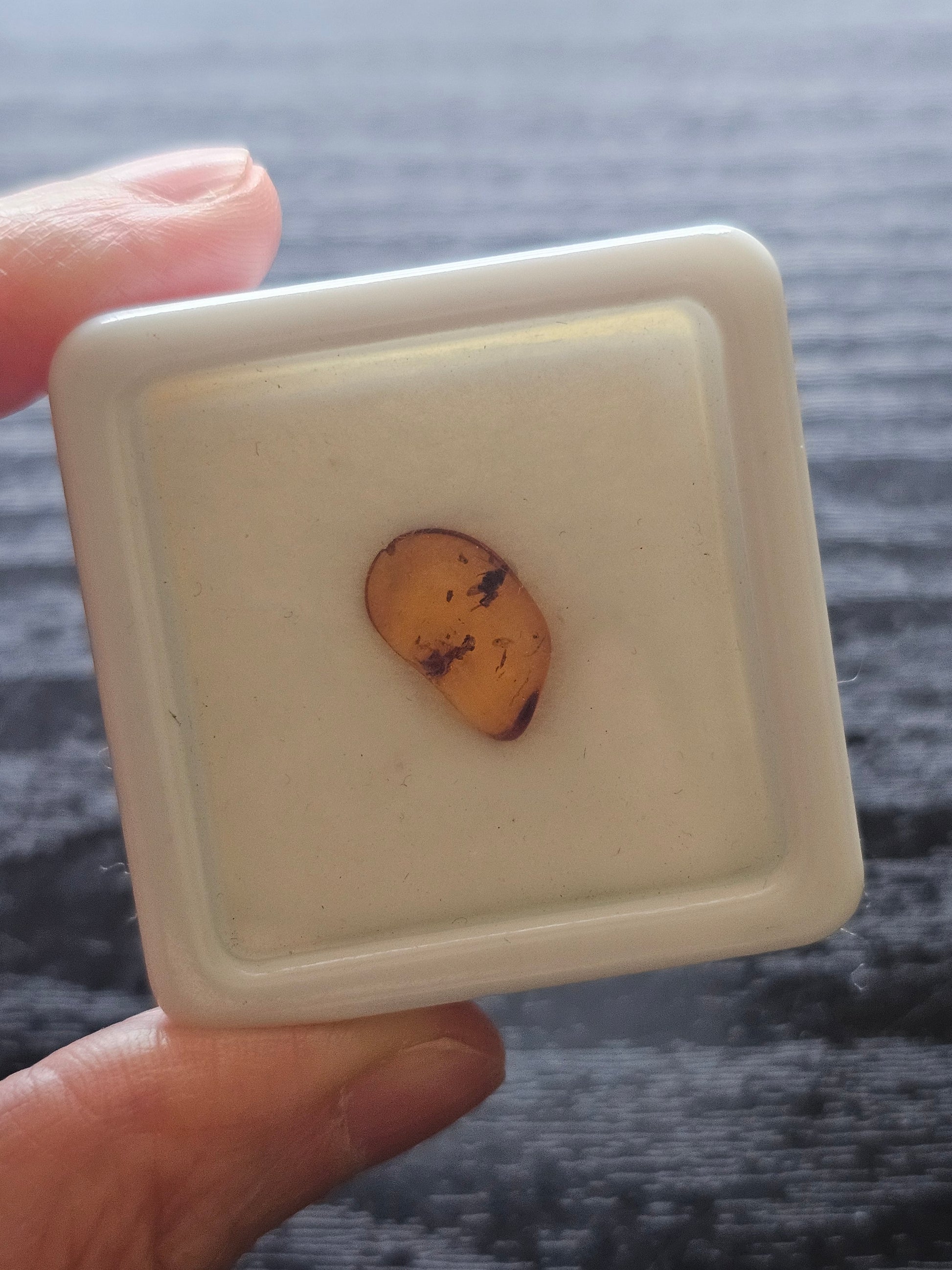 Polished Baltic amber insect fossil specimen in a clear presentation display box