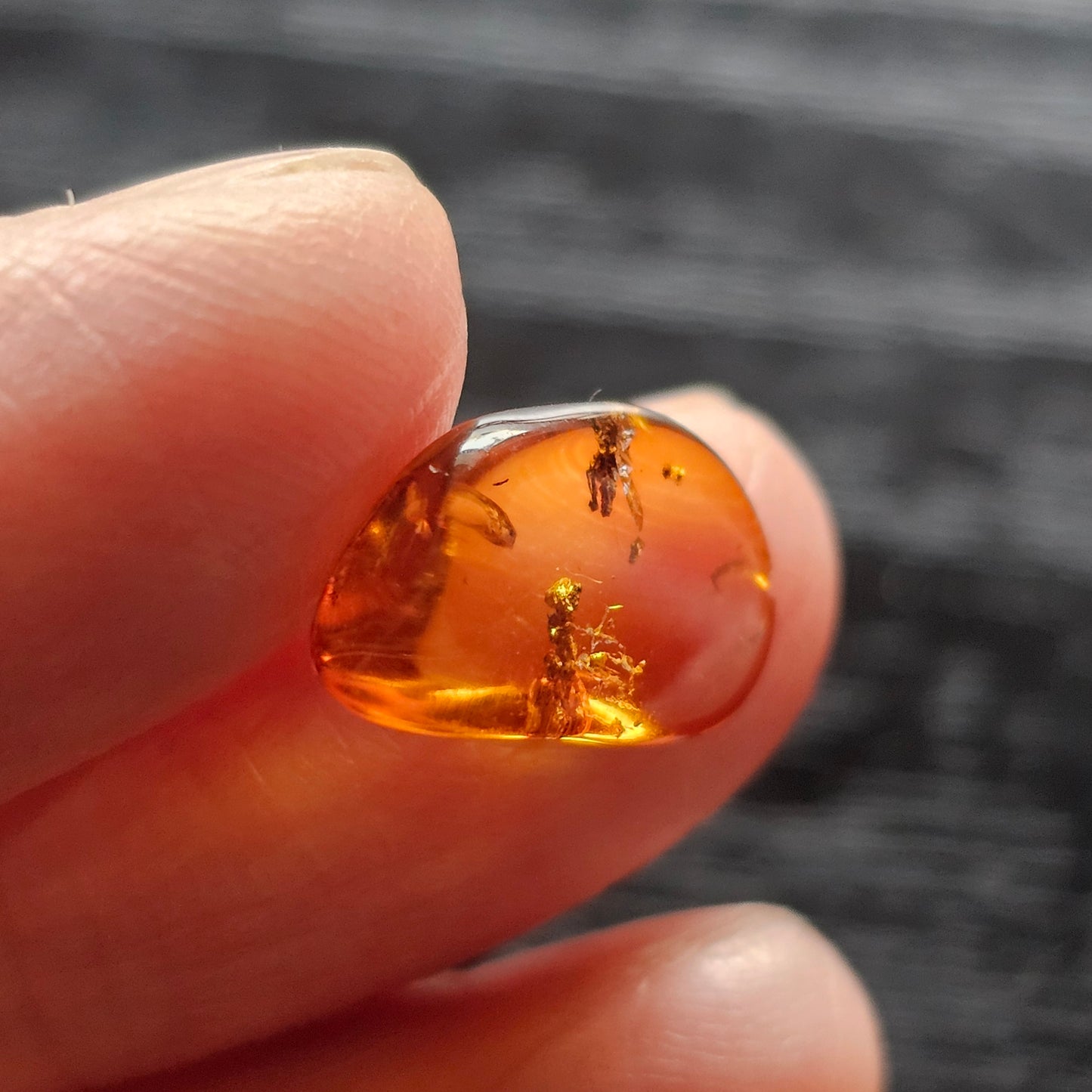 Polished Baltic amber held between fingers, showing a fossil winged insect and a second dark organic inclusion inside the transparent specimen