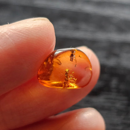Polished Baltic amber held between fingers, showing a fossil winged insect and a second dark organic inclusion inside the transparent specimen