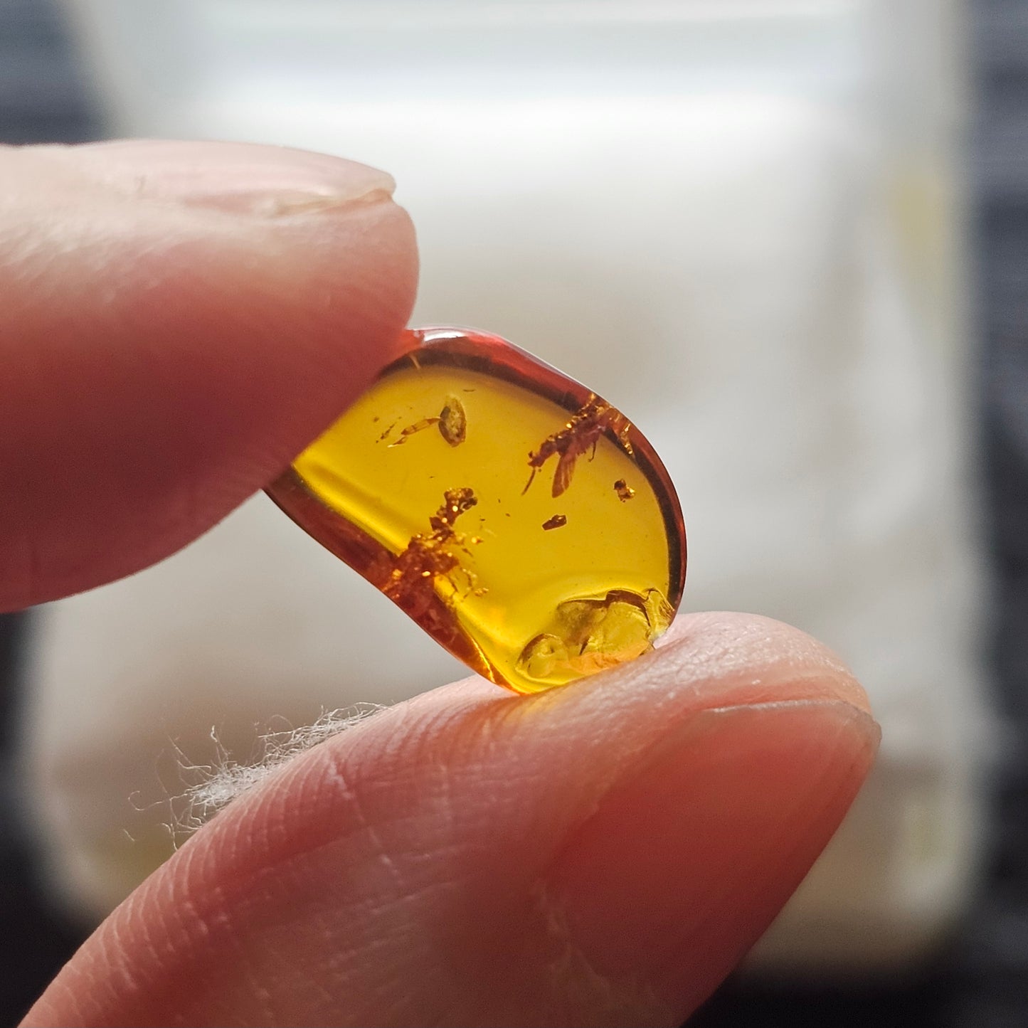 Polished golden Baltic amber specimen from Poland with a visible fossil winged insect inclusion, held up to natural light