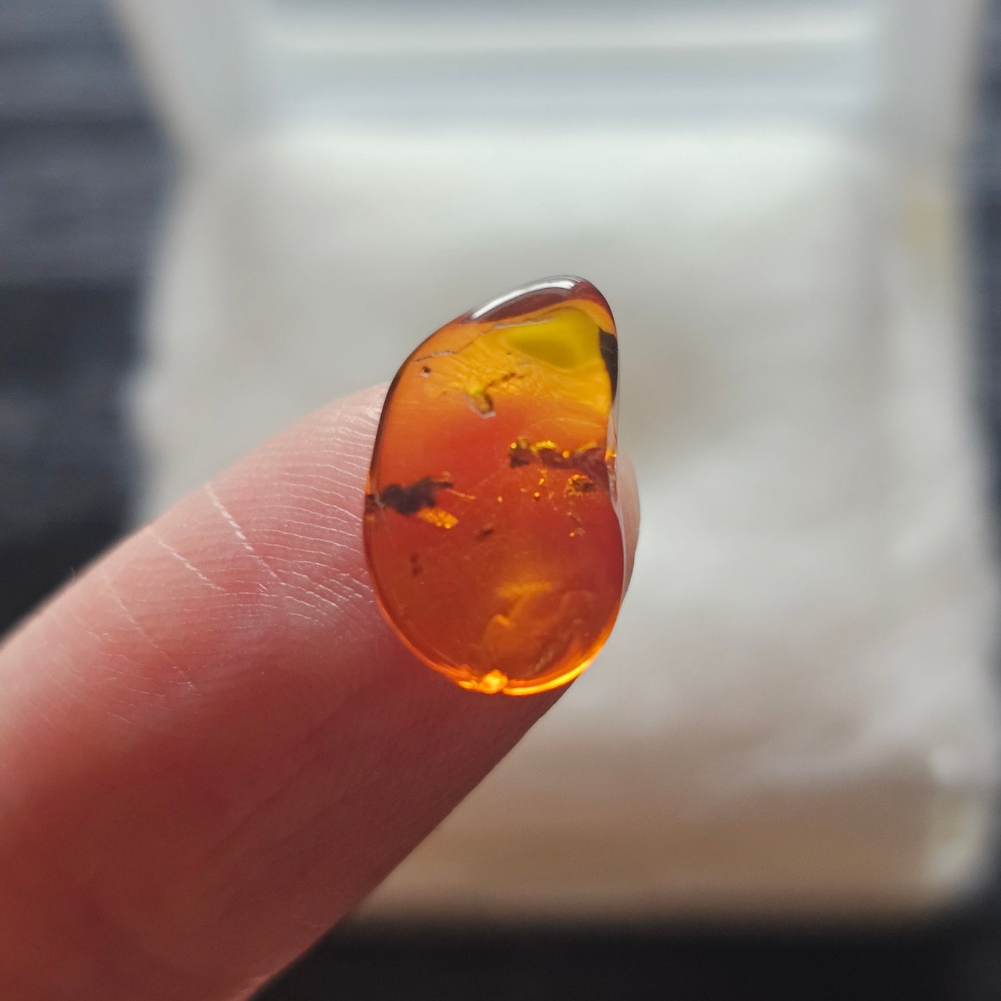 Polished Baltic amber held between fingers, showing a fossil winged insect and a second dark organic inclusion inside the transparent specimen