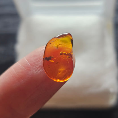 Polished Baltic amber held between fingers, showing a fossil winged insect and a second dark organic inclusion inside the transparent specimen