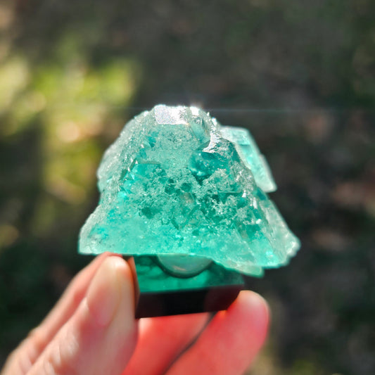 Rare green fluorite floater crystal with galena from Milpo Mine Peru on a custom stand.