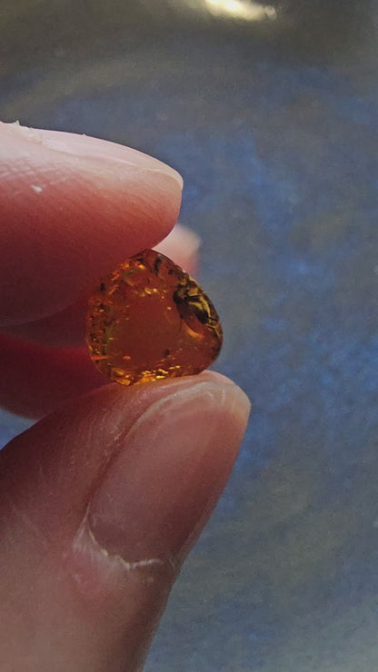 Genuine Baltic Amber with Fossilized Insect from Poland