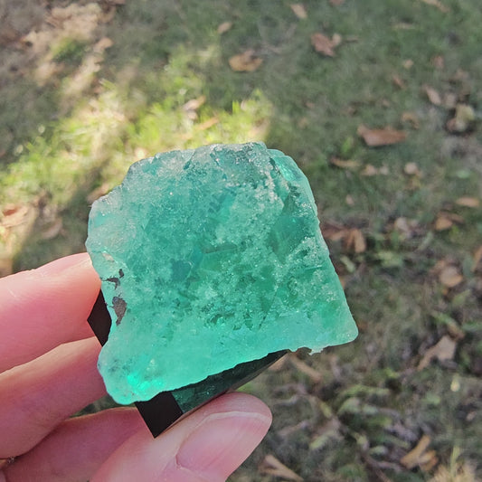 Rare green fluorite floater crystal with galena from Milpo Mine Peru on a custom stand.