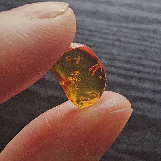 Handheld video rotating a polished Baltic amber specimen under natural light, revealing a fossil winged insect and dark organic inclusions suspended inside the transparent golden amber