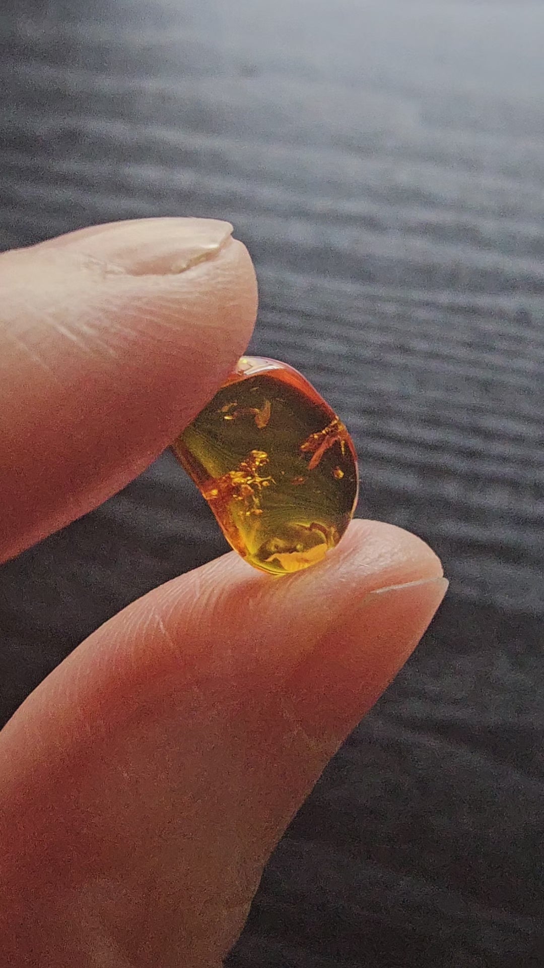 Handheld video rotating a polished Baltic amber specimen under natural light, revealing a fossil winged insect and dark organic inclusions suspended inside the transparent golden amber